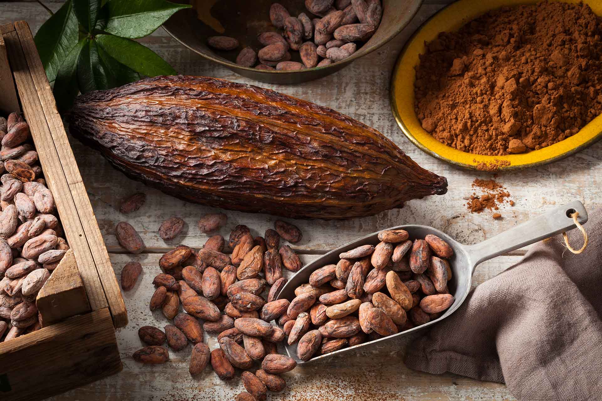 Der Kakao/Cocoa und sein Ursprung - Sierra Madre